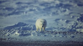 나누와 실라의 대모험 Arctic Tale Foto
