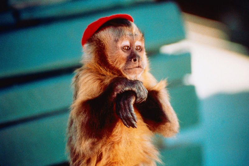 我愛小麻煩 Monkey Trouble Photo