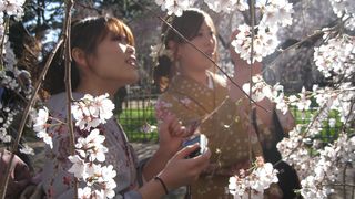 ảnh 쓰나미, 벚꽃 그리고 희망 The Tsunami and the Cherry Blossom 津波そして桜