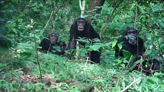 침팬지를 찾아서 Mbudha, In The Chimpanzees\' Footsteps Foto