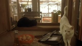 黑貓白貓：4K數位修復版 BLACK CAT WHITE CAT劇照