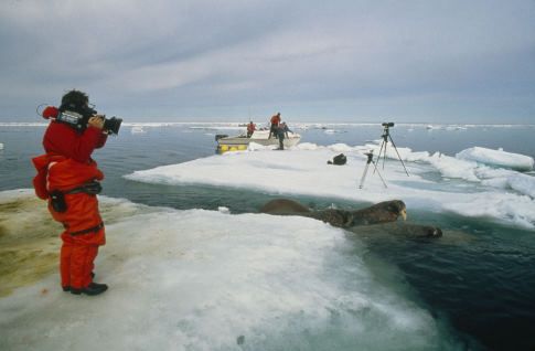 北極故事 Arctic Tale 写真