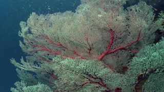 라자암팟, 신비한 산호초의 세계 Raja Ampat The Enchanting World of Corals劇照