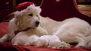 聖誕狗狗2：聖誕小寶貝 Santa Paws 2: The Santa Pups劇照