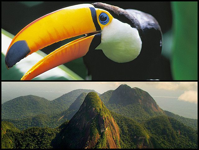 アマゾン大冒険　世界最大のジャングルを探検しよう！劇照