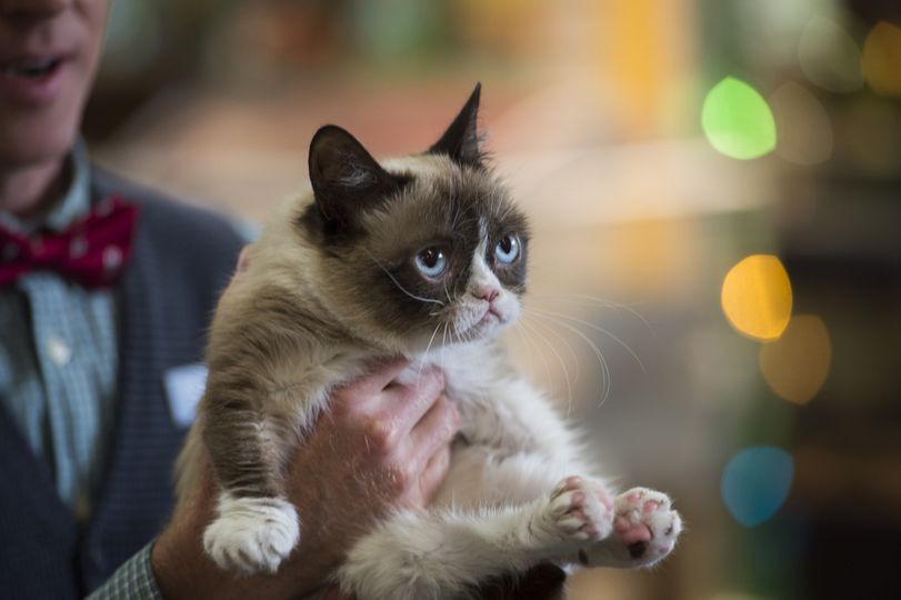不爽貓最糟糕的聖誕節 Grumpy Cat\'s Worst Christmas Ever劇照