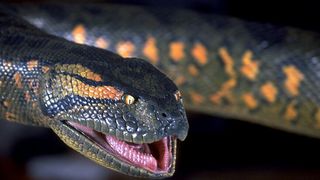 아나콘다 Anaconda Photo