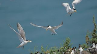 尋找神話之鳥 Enigma:The Chinese Crested Tern Photo