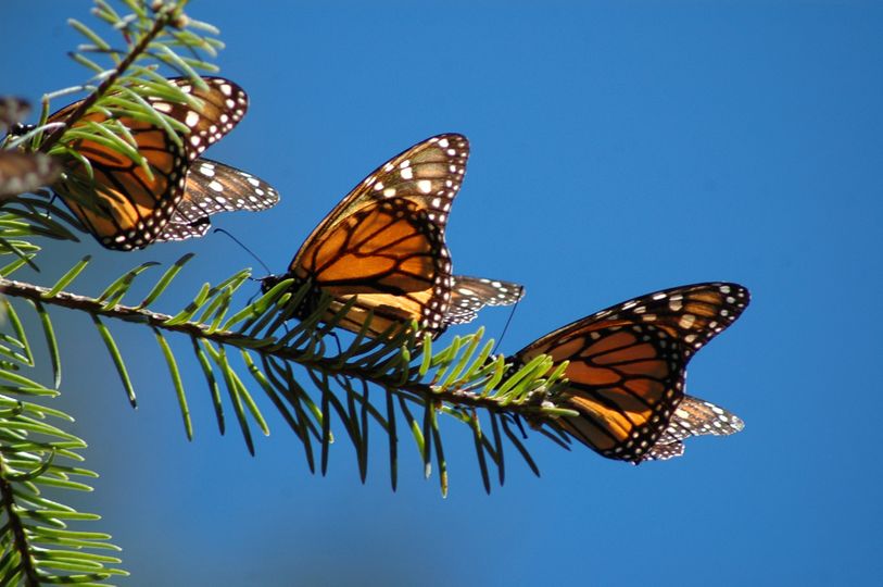蝴蝶的神奇之旅 The Incredible Journey of the Butterflies Foto