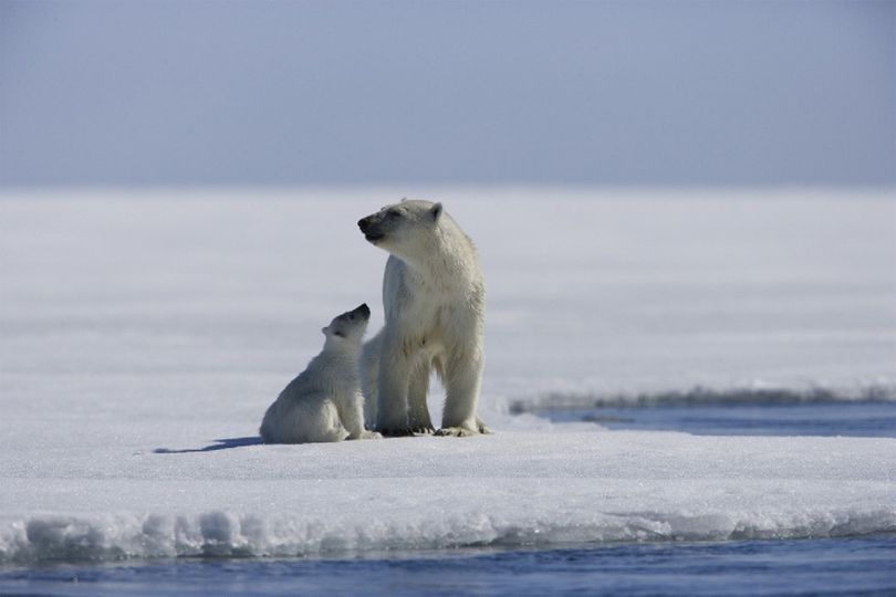 나누와 실라의 대모험 Arctic Tale 写真