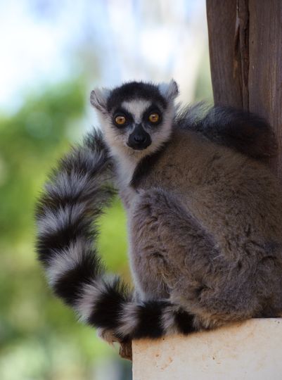 馬達加斯加：狐猴之島 Island of Lemurs: Madagascar Photo