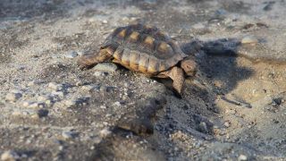 거북이의 사정 Tortoise รูปภาพ
