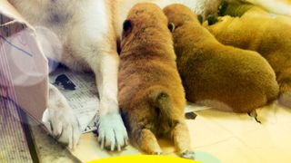 히마와리와 나의 7일 7 Days of Himawari & Her Puppies ひまわりと子犬の７日間 Foto