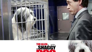 섀기 독 The Shaggy Dog Photo