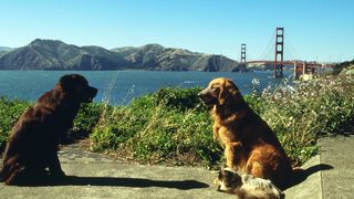 ảnh 看狗在說話之舊金山歷險記 Homeward Bound II: Lost in San Francisco
