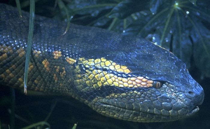 아나콘다 Anaconda 사진
