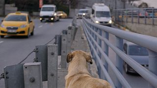 ストレイ　犬が見た世界 Photo
