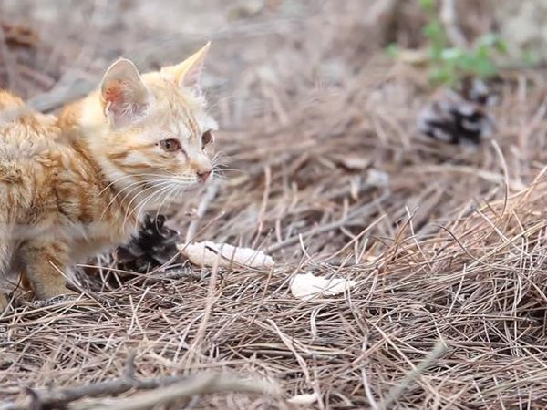 고양이의 숲 Forest Cat Photo