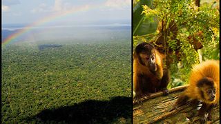 アマゾン大冒険　世界最大のジャングルを探検しよう！劇照