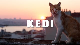 伊斯坦布林的貓 Kedi 写真
