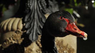 블랙스완 Black Swan 사진