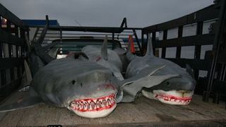 샤크 스웜 Shark Swarm Photo