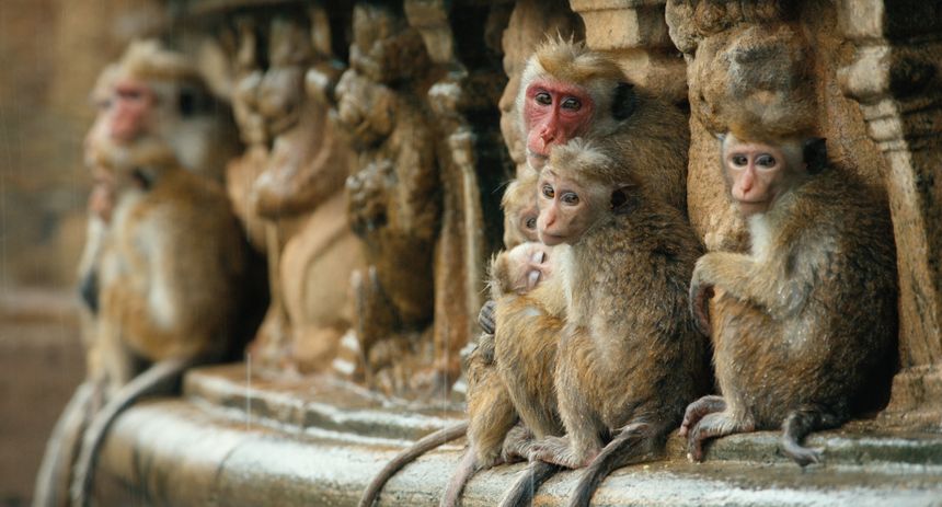 猴子王國 Monkey Kingdom Photo