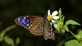 消失的紫斑蝶 LOST BUTTERFLY Photo