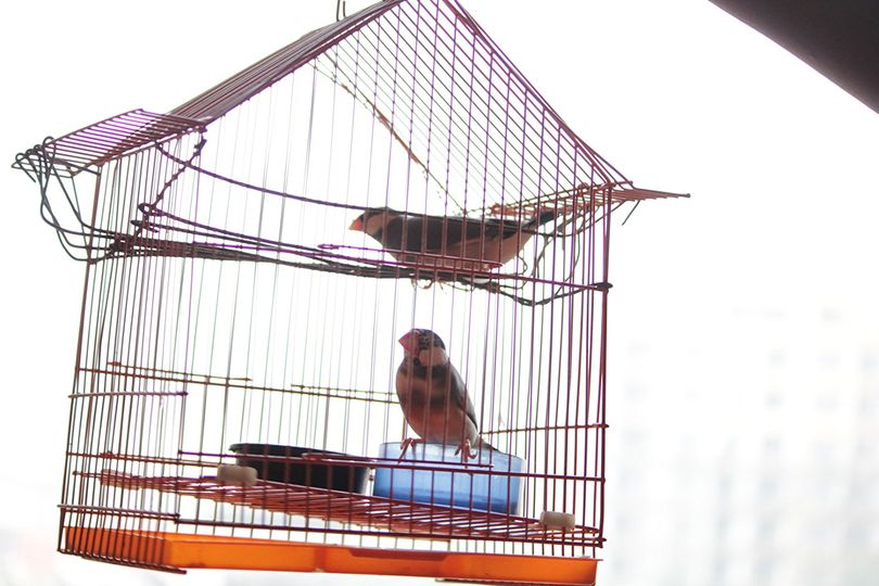 문조 Java Sparrows 사진