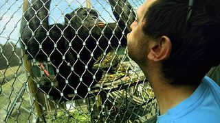침팬지 콤플렉스 The Chimpanzee Complex劇照