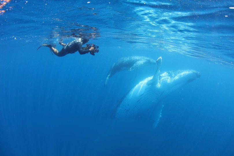 男人與他的海 Whale Island Foto