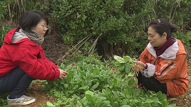 ちむぐりさ　菜の花の沖縄日記劇照