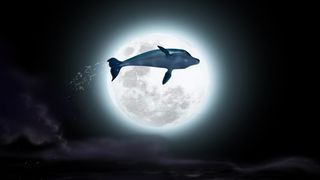 追夢小海豚 The Dolphin: Story of a Dreamer Photo