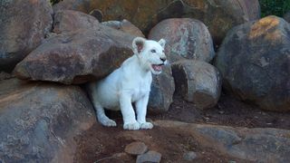 白獅 White Lion Photo
