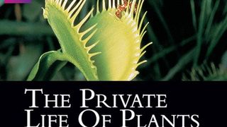 植物私生活 The Private Life of Plants劇照