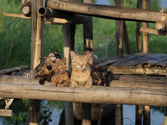 劇場版　岩合光昭の世界ネコ歩き　あるがままに、水と大地のネコ家族 사진