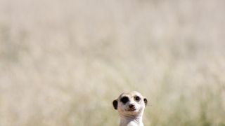 미어캣의 모험 The Meerkats รูปภาพ