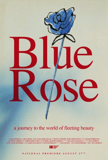 파란 장미 Blue Rose Photo