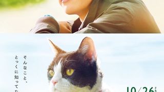 旅貓日記  The Traveling Cat Chronicles Photo