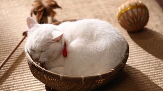고양이 사무라이 Samurai Cat 猫侍 Photo