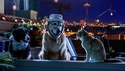 貓狗大戰3：毛小孩大聯盟！ Cats & Dogs 3: Paws Unite劇照
