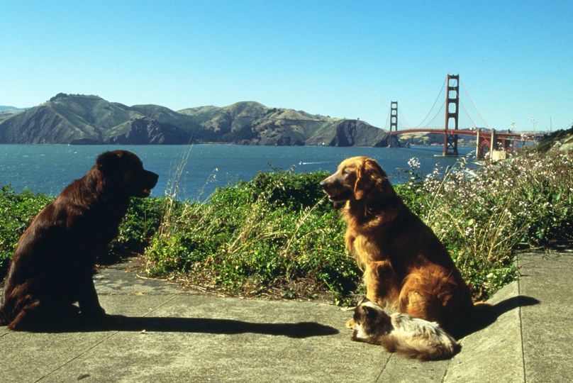 看狗在說話之舊金山歷險記 Homeward Bound II: Lost in San Francisco劇照