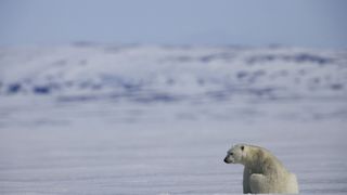 나누와 실라의 대모험 Arctic Tale 写真