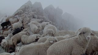 금을 실은 양과 신성한 산 The Gold-Laden Sheep & the Sacred Mountain劇照