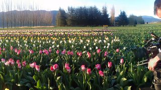 春天裡的鬱金香 Tulips in Spring Photo