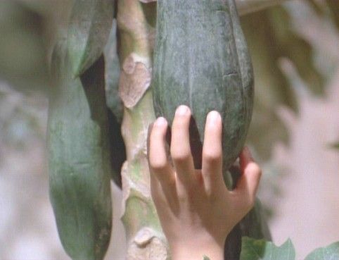 그린 파파야 향기 The Scent of Green Papaya, Mui Du Du Xanh : L\'Odeur De La Papaye Verte 사진