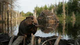 리틀 비버 White Tuft, the Little Beaver, Mèche Blanche, les aventures du petit castor Photo