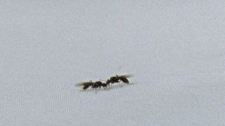 더 마운트 오브 앤츠 The Mount of Ants Foto