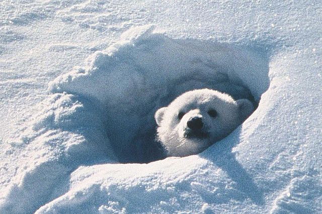 北極のナヌー รูปภาพ