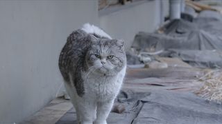 고양이들의 아파트 Cats\' Apartment劇照